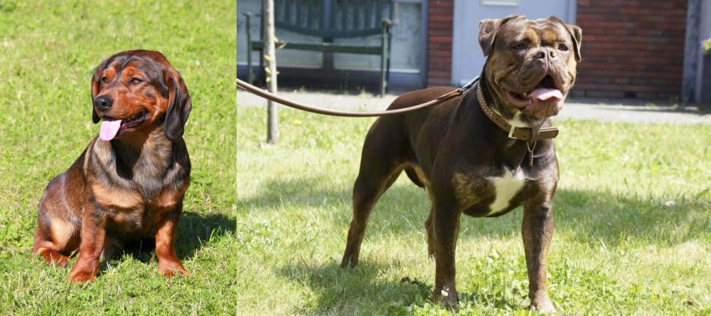 Renascence Bulldogge vs Alpine Dachsbracke - Breed Comparison