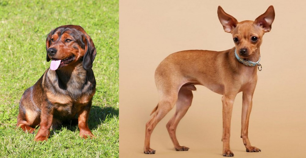 Russian Toy Terrier vs Alpine Dachsbracke - Breed Comparison