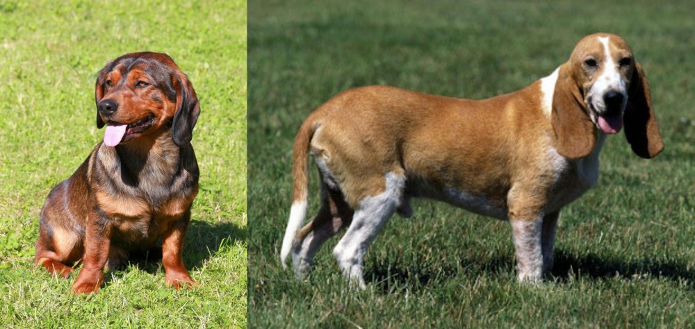 Schweizer Niederlaufhund vs Alpine Dachsbracke - Breed Comparison
