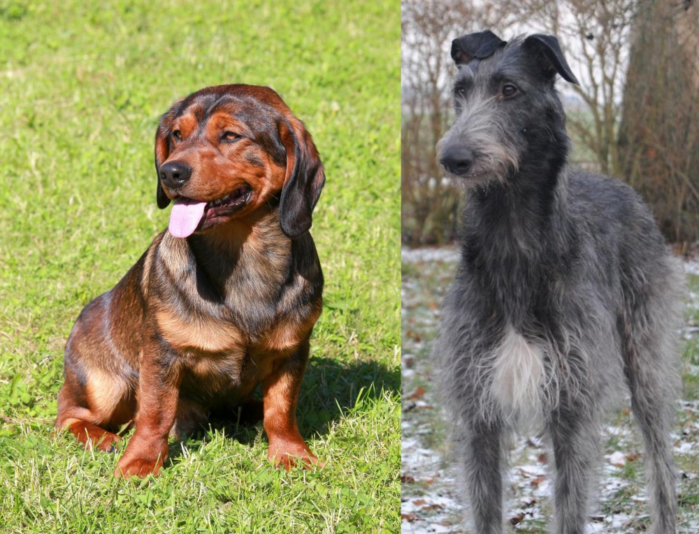 Scottish Deerhound vs Alpine Dachsbracke - Breed Comparison