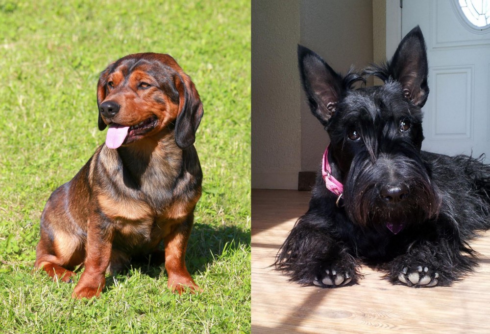 Scottish Terrier vs Alpine Dachsbracke - Breed Comparison