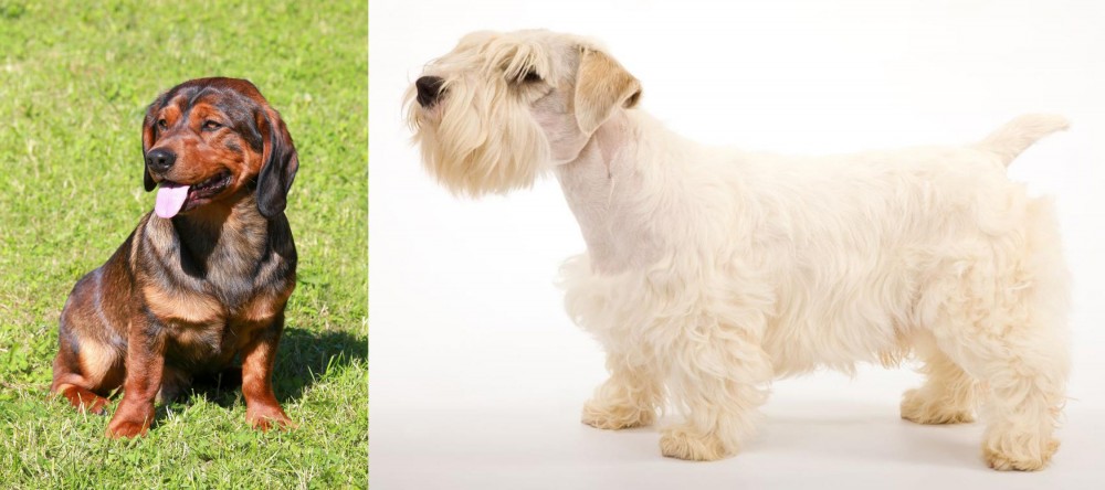 Sealyham Terrier vs Alpine Dachsbracke - Breed Comparison