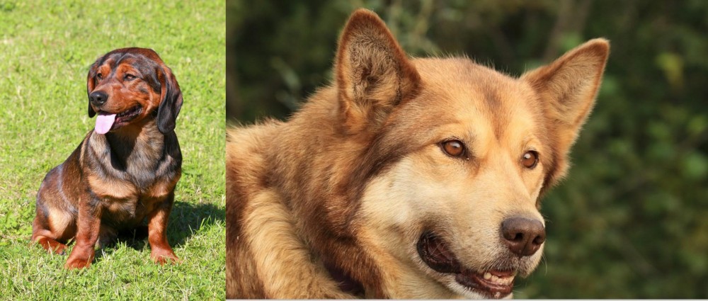 Seppala Siberian Sleddog vs Alpine Dachsbracke - Breed Comparison