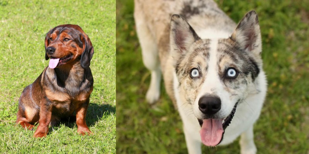 Shepherd Husky vs Alpine Dachsbracke - Breed Comparison