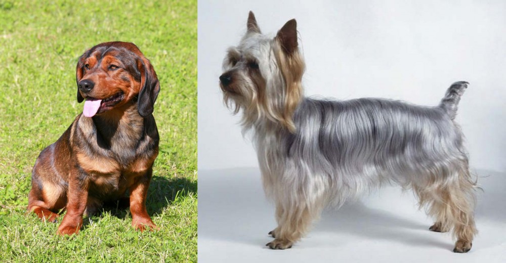 Silky Terrier vs Alpine Dachsbracke - Breed Comparison