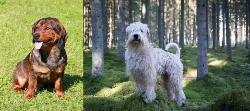 Soft-Coated Wheaten Terrier vs Alpine Dachsbracke - Breed Comparison