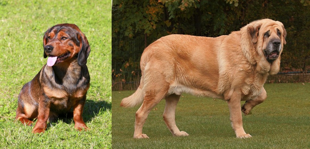 Spanish Mastiff vs Alpine Dachsbracke - Breed Comparison
