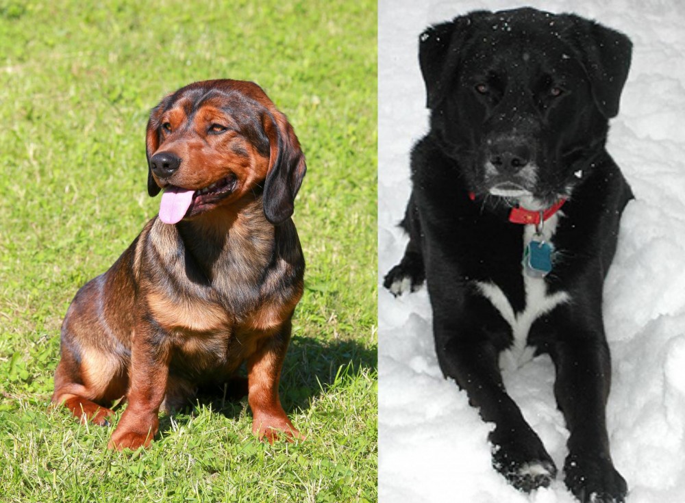 St. John's Water Dog vs Alpine Dachsbracke - Breed Comparison
