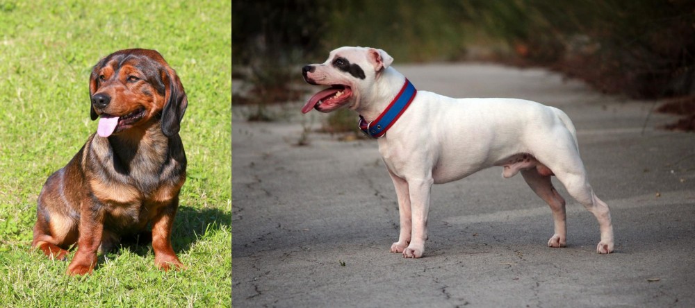 Staffordshire Bull Terrier vs Alpine Dachsbracke - Breed Comparison