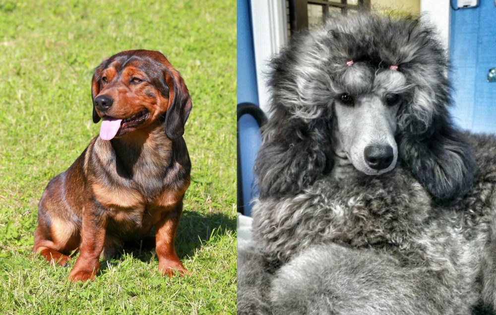 Standard Poodle vs Alpine Dachsbracke - Breed Comparison