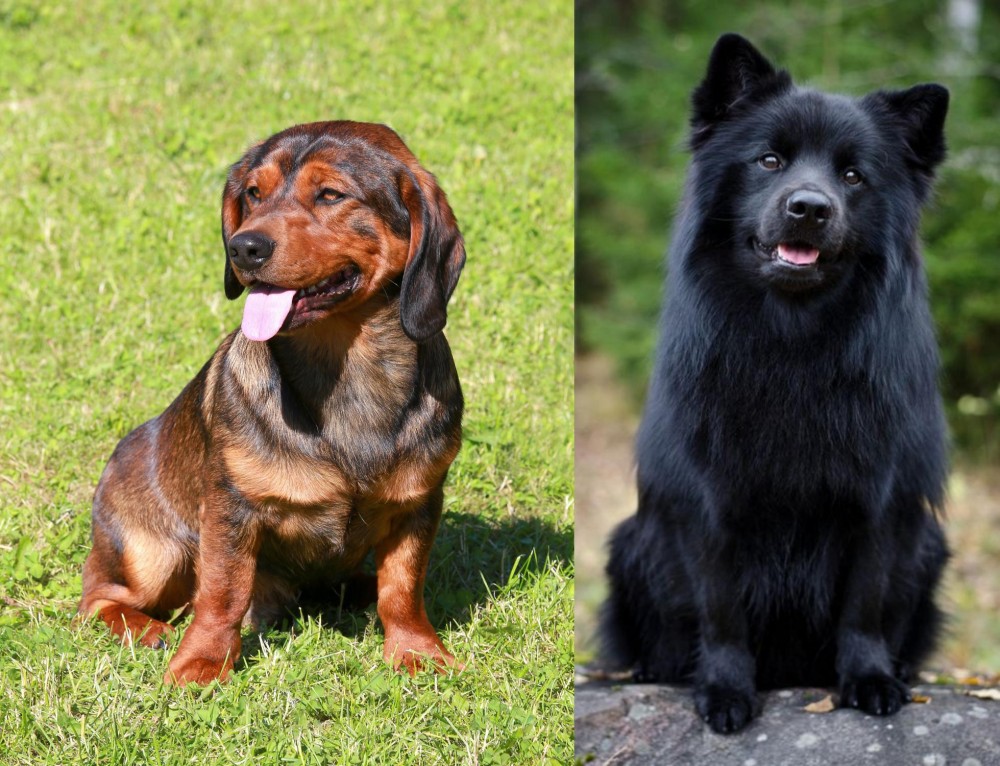 Swedish Lapphund vs Alpine Dachsbracke - Breed Comparison