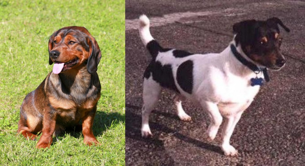 Teddy Roosevelt Terrier vs Alpine Dachsbracke - Breed Comparison