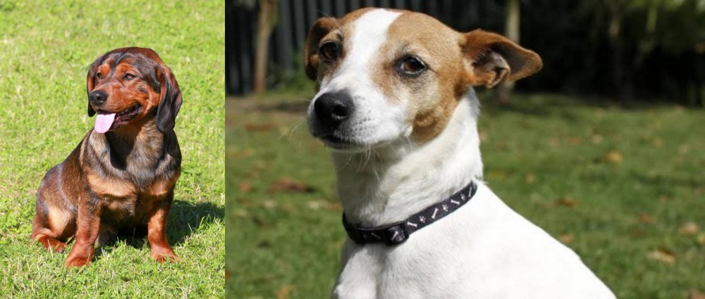 Tenterfield Terrier vs Alpine Dachsbracke - Breed Comparison