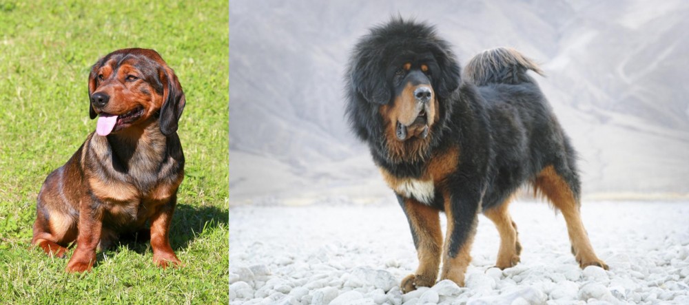 Tibetan Mastiff vs Alpine Dachsbracke - Breed Comparison