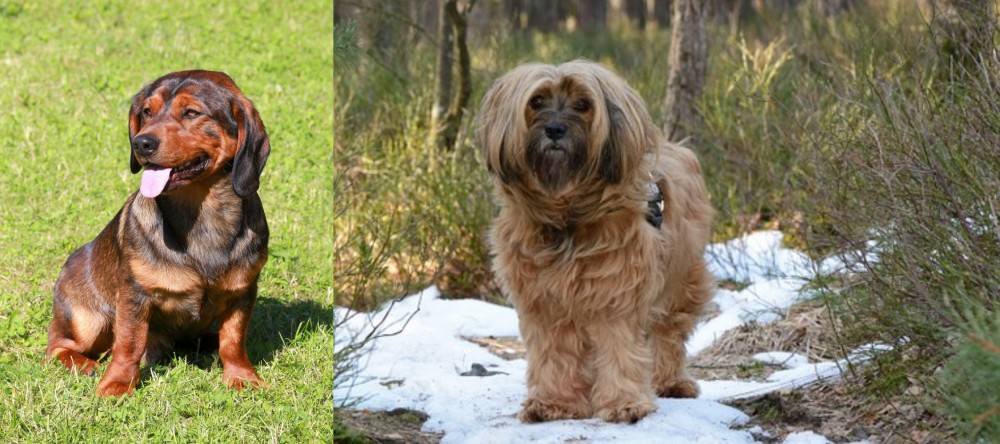 Tibetan Terrier vs Alpine Dachsbracke - Breed Comparison