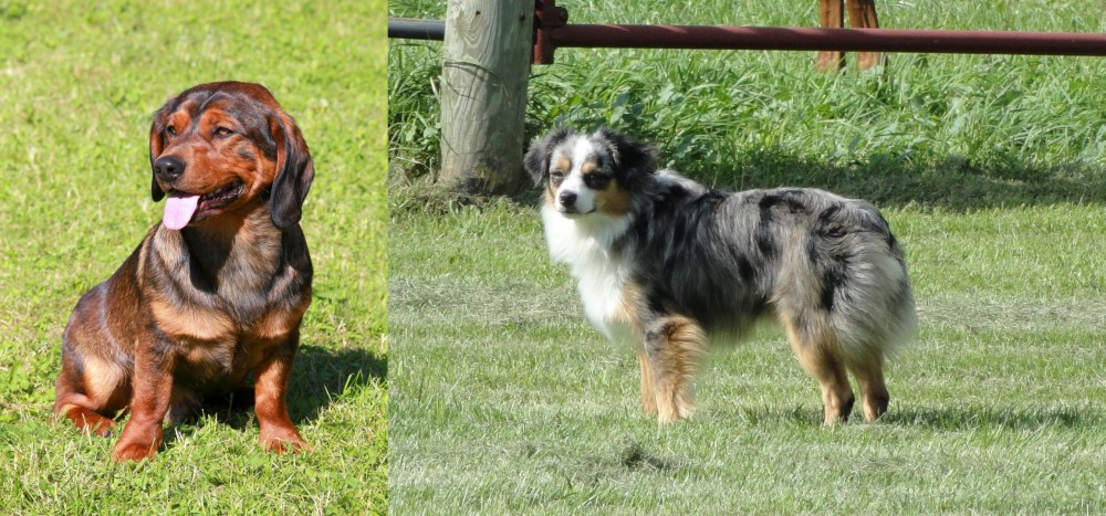 Toy Australian Shepherd vs Alpine Dachsbracke - Breed Comparison