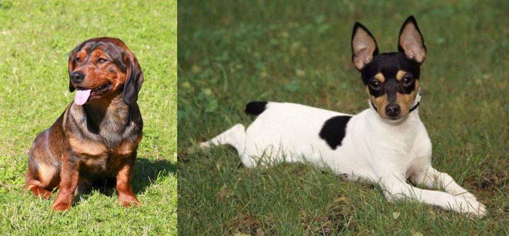 Toy Fox Terrier vs Alpine Dachsbracke - Breed Comparison