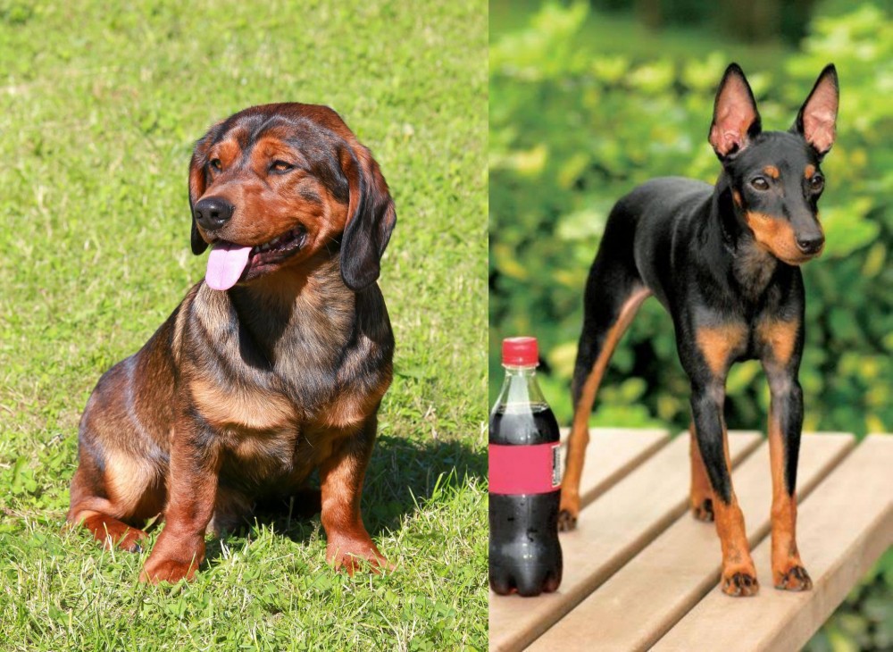 Toy Manchester Terrier vs Alpine Dachsbracke - Breed Comparison