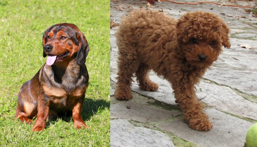 Toy Poodle vs Alpine Dachsbracke - Breed Comparison