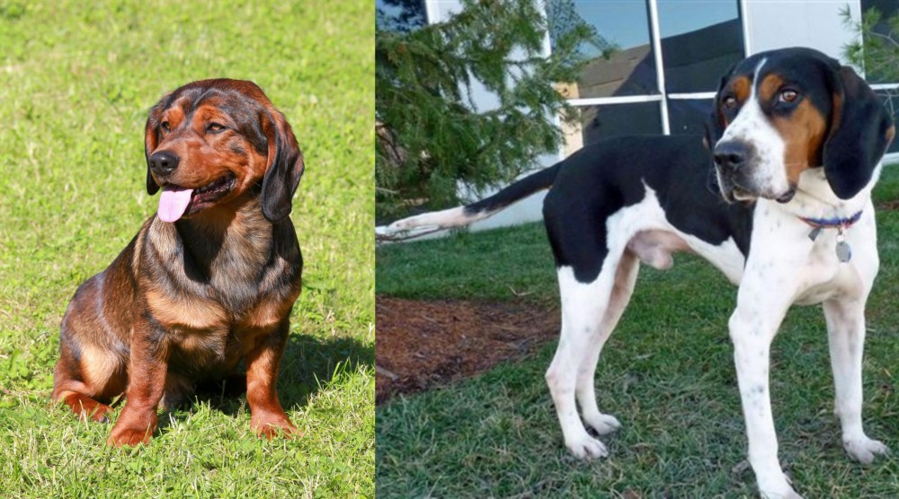 Treeing Walker Coonhound vs Alpine Dachsbracke - Breed Comparison