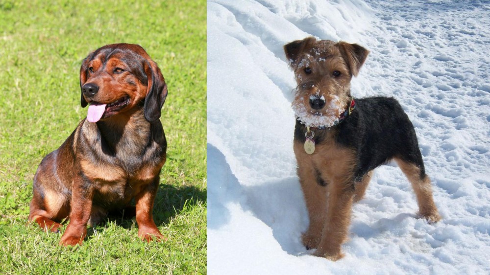 Welsh Terrier vs Alpine Dachsbracke - Breed Comparison