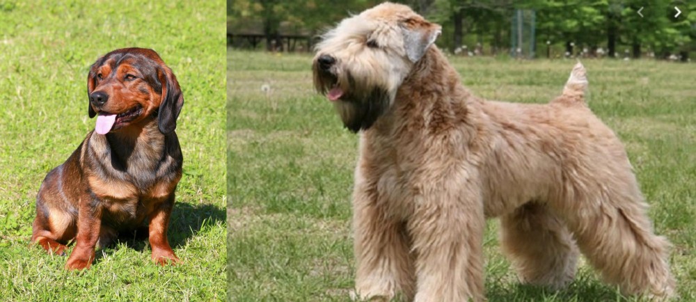 Wheaten Terrier vs Alpine Dachsbracke - Breed Comparison