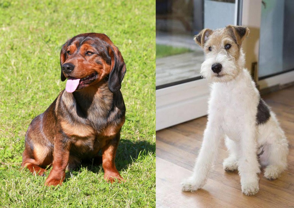 Wire Fox Terrier vs Alpine Dachsbracke - Breed Comparison
