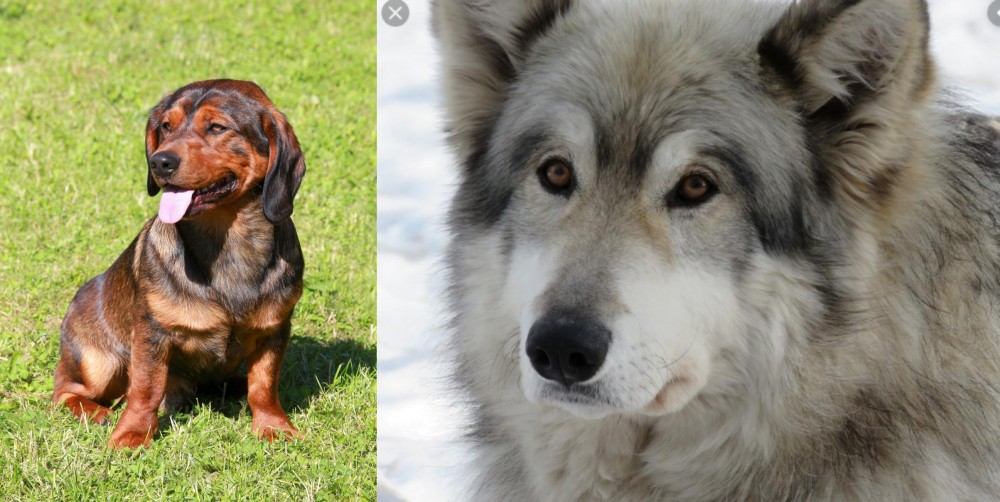 Wolfdog vs Alpine Dachsbracke - Breed Comparison