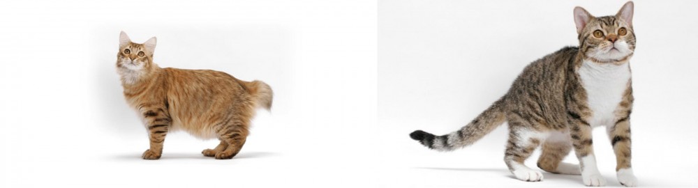 American Wirehair vs American Bobtail - Breed Comparison