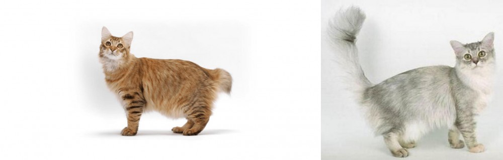 Asian Semi-Longhair vs American Bobtail - Breed Comparison