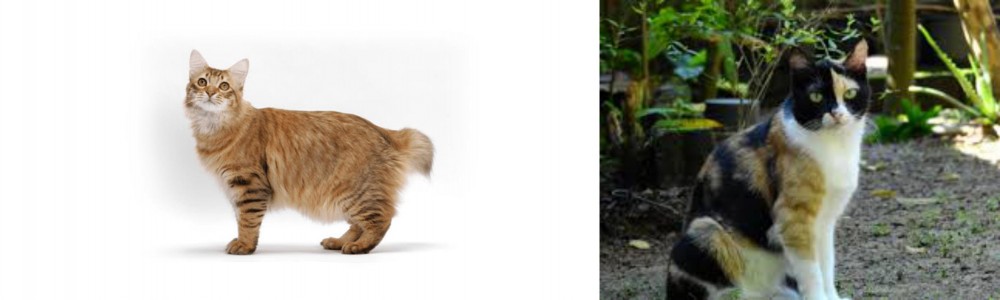 Calico vs American Bobtail - Breed Comparison