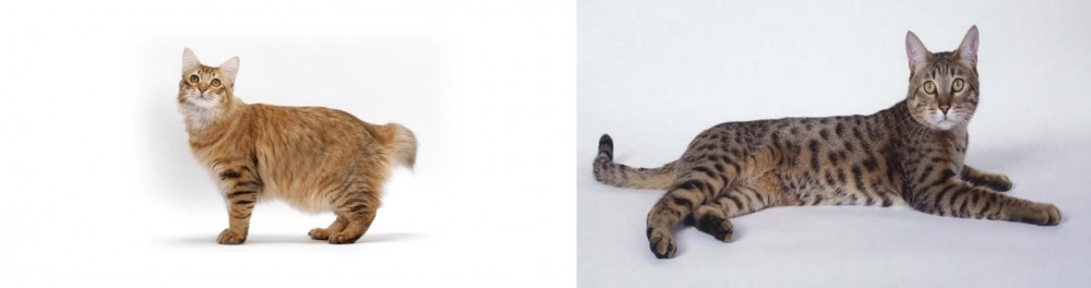 California Spangled Cat vs American Bobtail - Breed Comparison