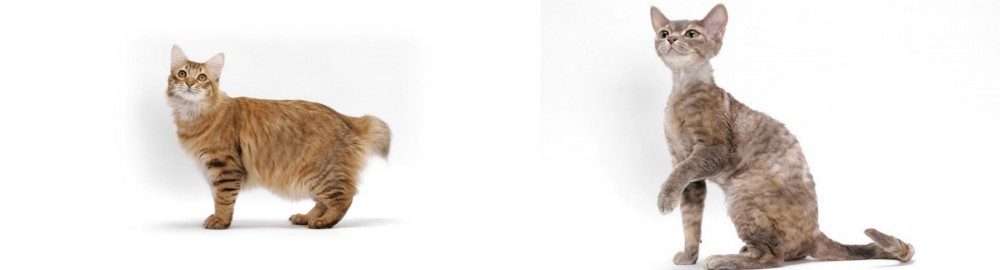 Devon Rex vs American Bobtail - Breed Comparison