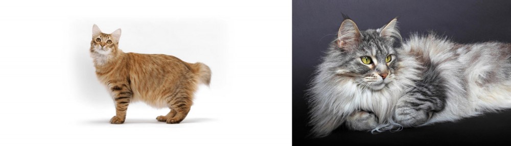Domestic Longhaired Cat vs American Bobtail - Breed Comparison