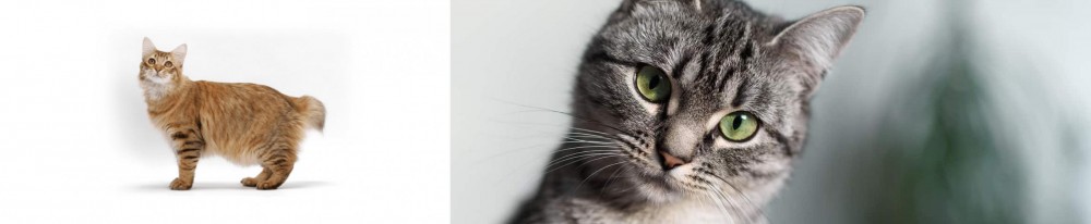 Domestic Shorthaired Cat vs American Bobtail - Breed Comparison