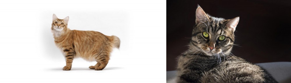 European Shorthair vs American Bobtail - Breed Comparison