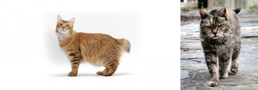 Farm Cat vs American Bobtail - Breed Comparison