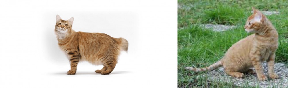German Rex vs American Bobtail - Breed Comparison