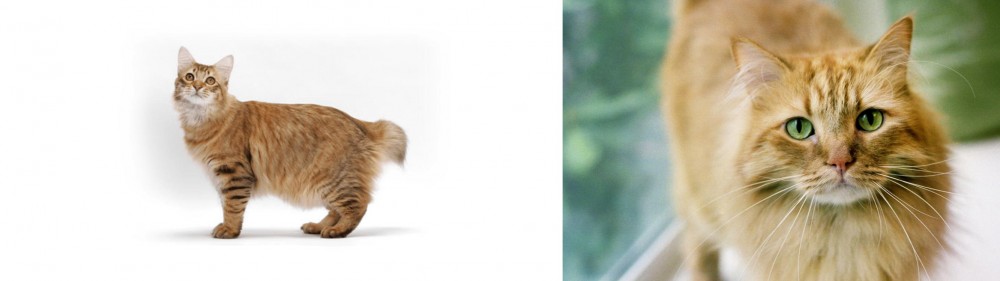 Ginger Tabby vs American Bobtail - Breed Comparison
