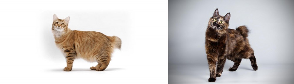 Japanese Bobtail vs American Bobtail - Breed Comparison