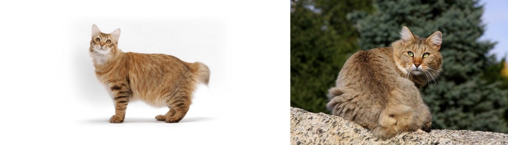 Jungle-Bob vs American Bobtail - Breed Comparison