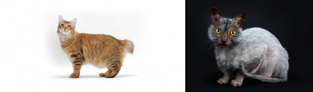Lykoi vs American Bobtail - Breed Comparison