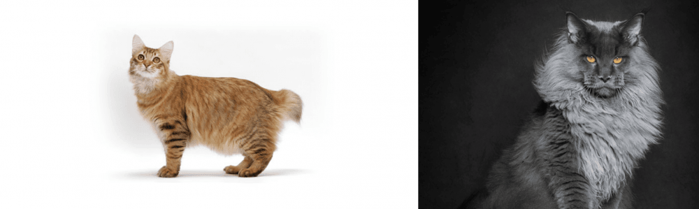 Maine Coon vs American Bobtail - Breed Comparison