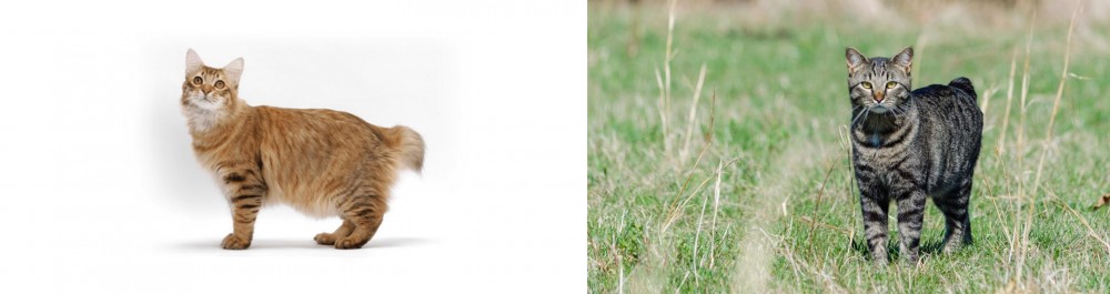 Manx vs American Bobtail - Breed Comparison