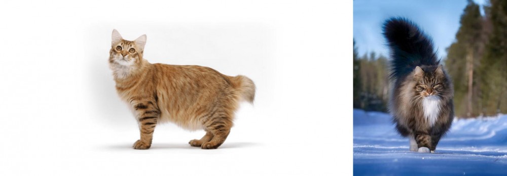 Norwegian Forest Cat vs American Bobtail - Breed Comparison