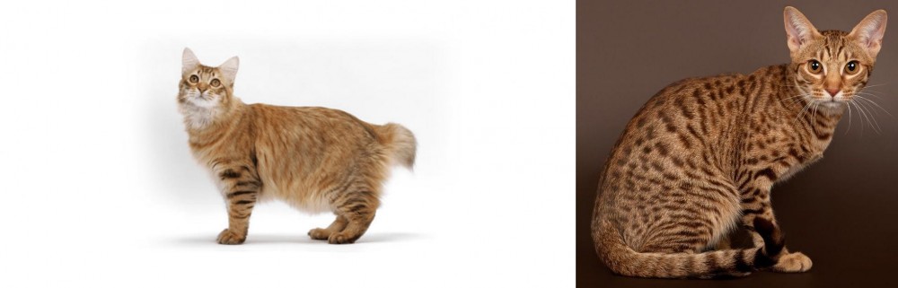 Ocicat vs American Bobtail - Breed Comparison