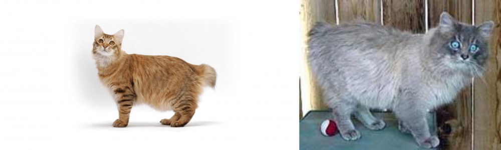 Owyhee Bob vs American Bobtail - Breed Comparison