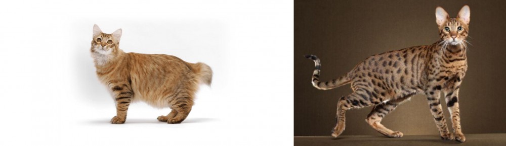 Savannah vs American Bobtail - Breed Comparison