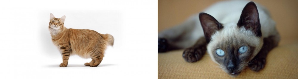 Siamese vs American Bobtail - Breed Comparison