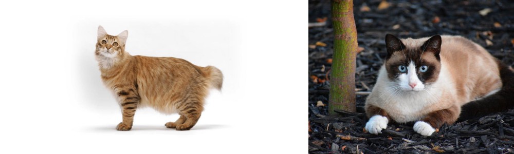 Snowshoe vs American Bobtail - Breed Comparison